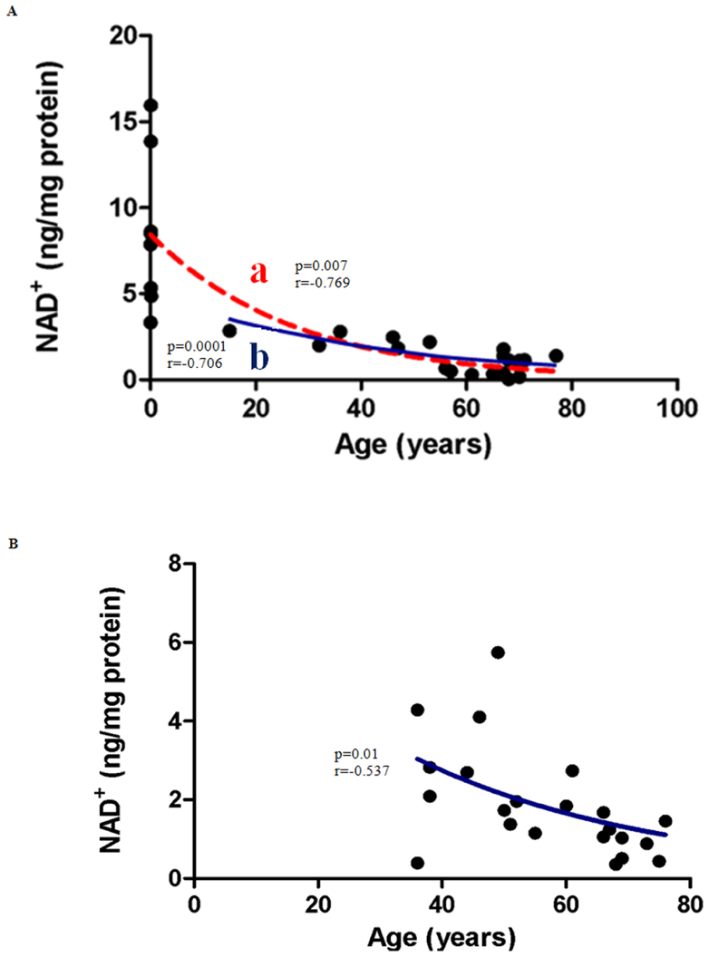 Correlation between NAD+ levels and Age in (A) Males (B) Females.